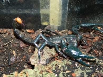 asian-forest-scorpion-3