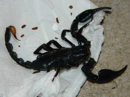 asian-forest-scorpion